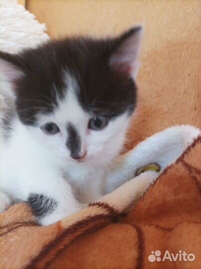 Отдам котят