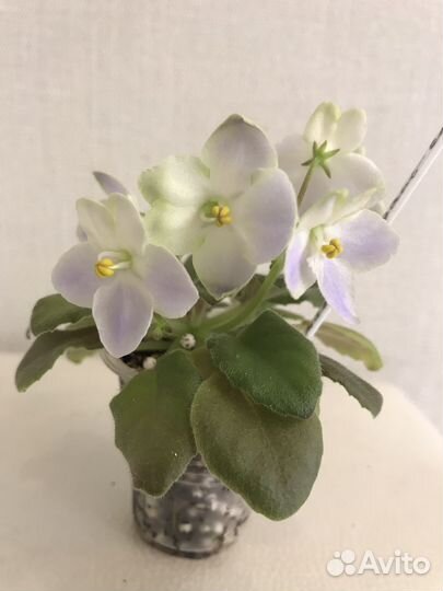 Фиалка мини