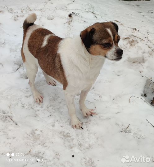 Собачка Раечка