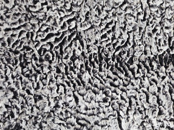 Каракуль шкурка