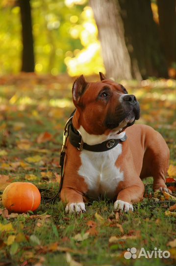 Кобель для вязки амстафф аст