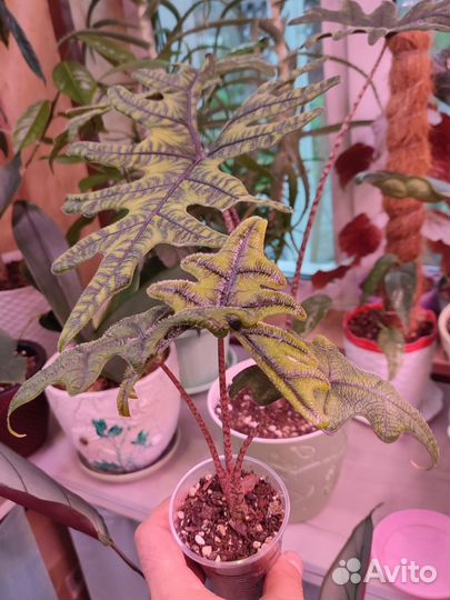 Алоказия, Драцена, Пальма