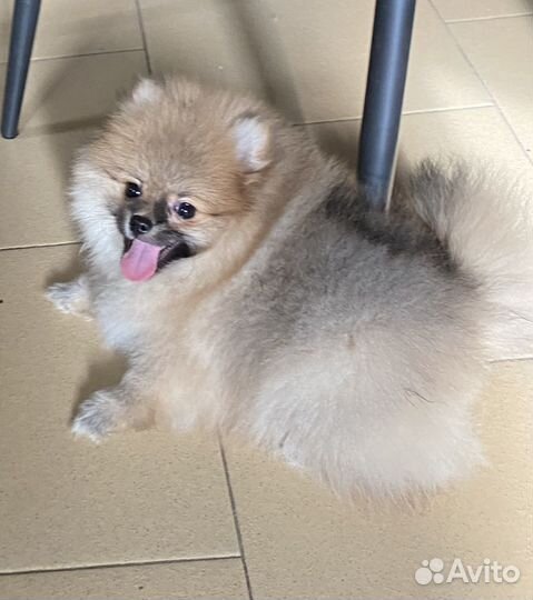 Девочка мини