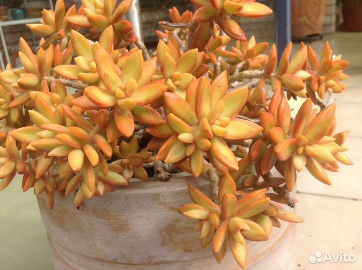 Суккулент Sedum nussbaumerianum