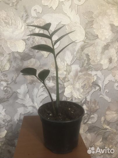 Замиокулькас