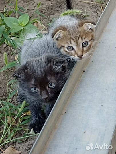 Кошки вислоухие