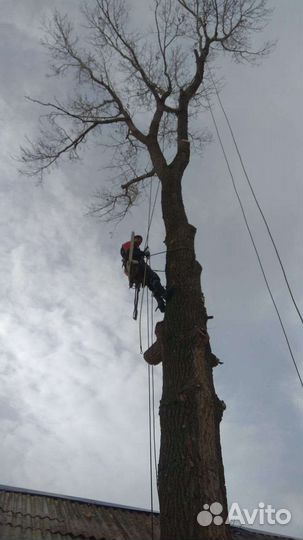 Спил деревьев, арборист