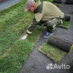 Укладка газона