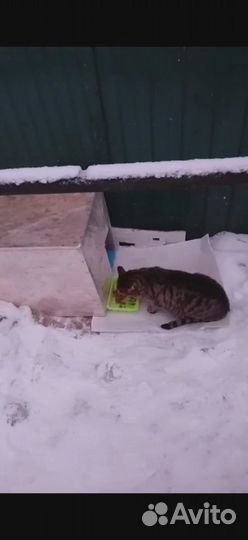 Милый скромный котик полосатик на морозе,нужен дом