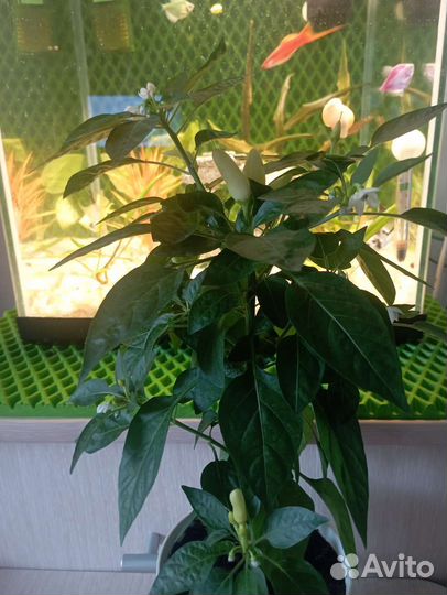 Комнатный перец