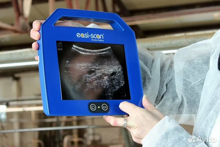 Осеменение коров и тёлок, исследование на узи