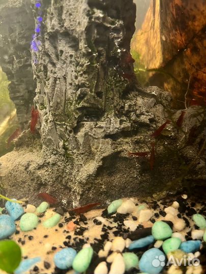 Аквариумные креветки