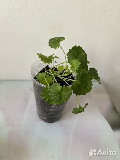 Кампанула махровая невеста