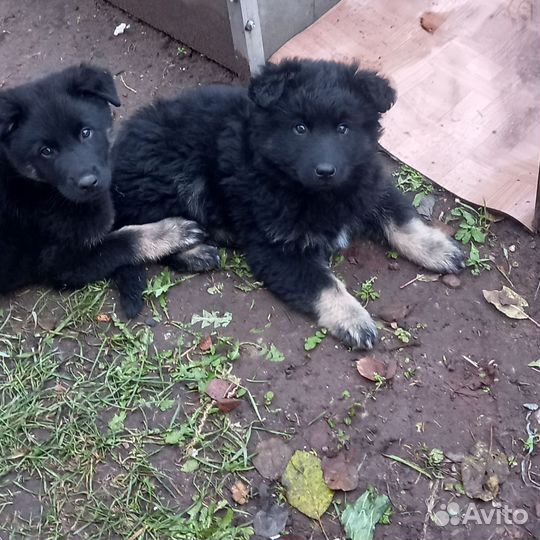 Щенки.Отдам в добрые руки