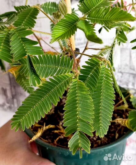 Мимоза стыдливая (недотрога)