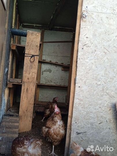 Курятник для кур