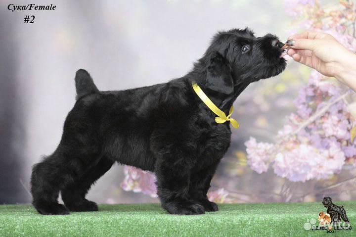 Русский черный терьер щенок (сука)
