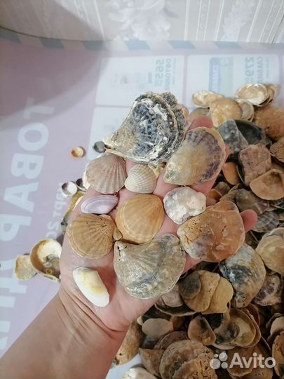 Ракушки с Чёрного моря