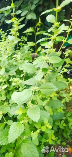 Растения для сада