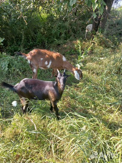 Козлята нубийские ламанча вязка
