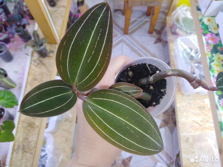 Комнатные растения, драгоценная орхидея, лудизия