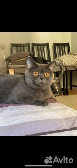 Британская кошка в добрые руки