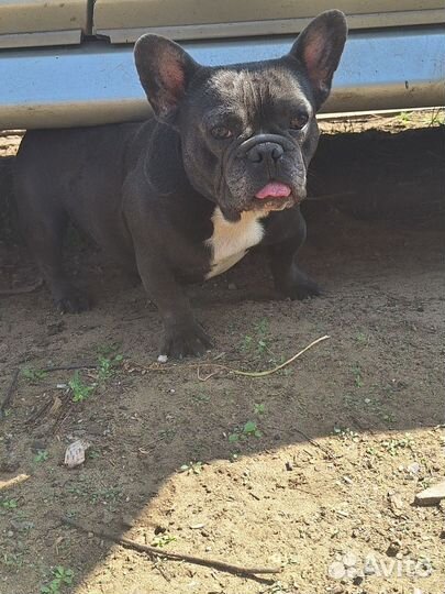 Французский бульдог