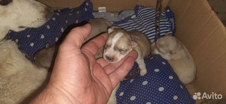 Метис лайки