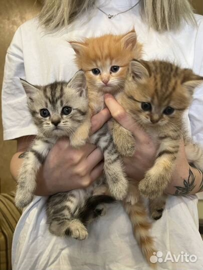 Шотландские котята