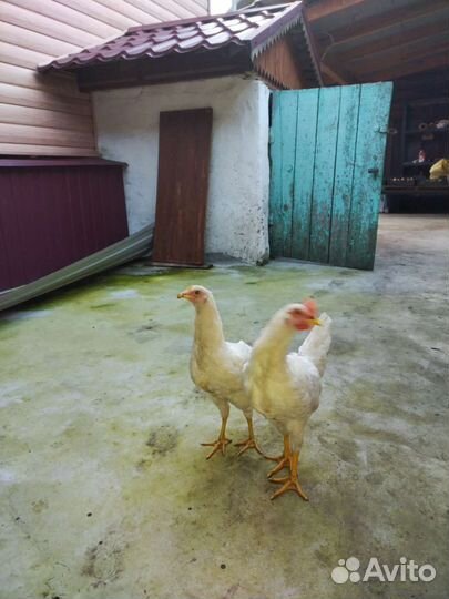 Куры молодки