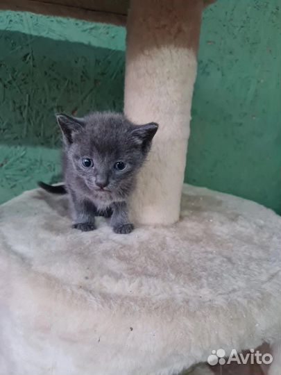 Дымчатый котенок