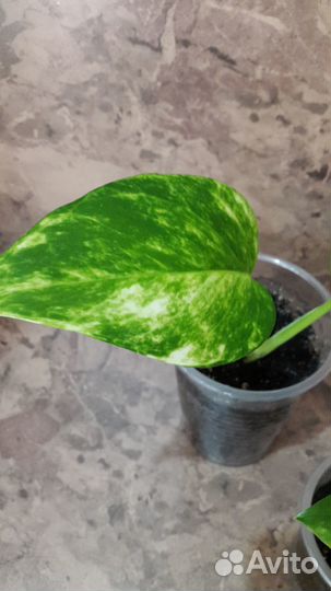 Сциндапсус золотистый Голден Квин