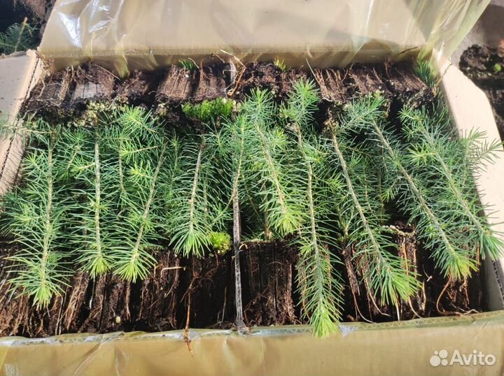 Саженцы сосны зкс от производителя