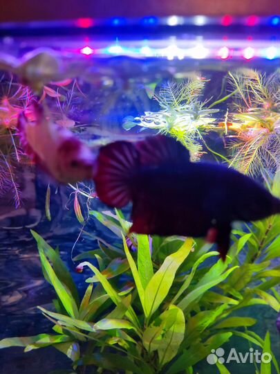 Аквариумные рыбки петушок