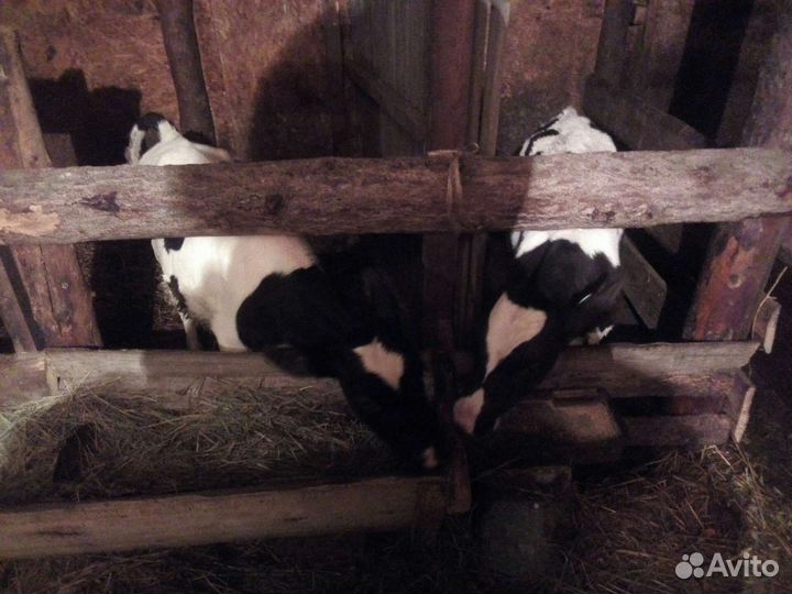 Телочка и бычок