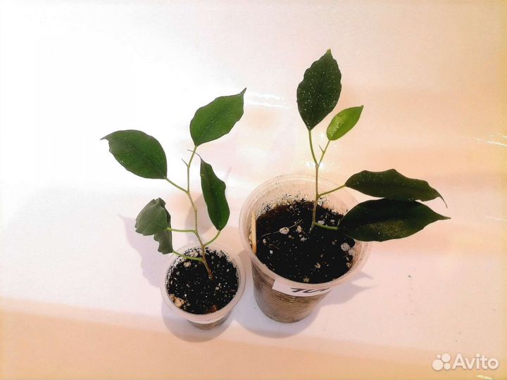 Фикус Моник