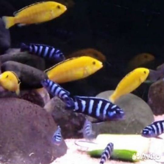 Аквариумные рыбки цихлиды