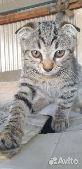 Котята вислоухие