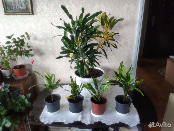 Кодиэум пестрый