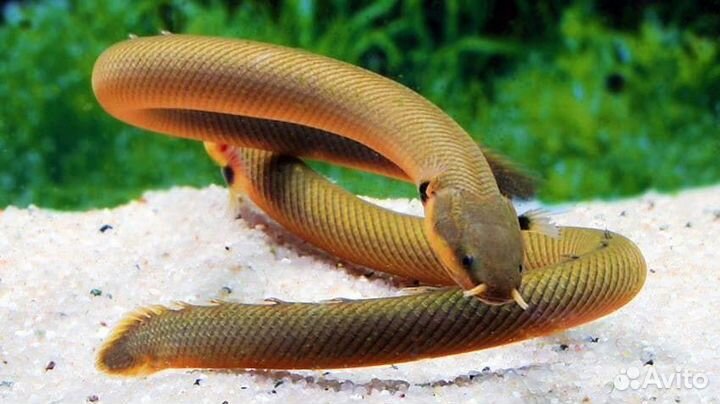 Аквариумная рыба оптом