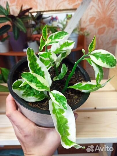 Комнатные цветы(рэо,педилантус,спатифиллум,хлорофи