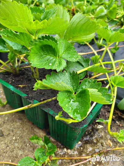 Саженцы клубники Альба