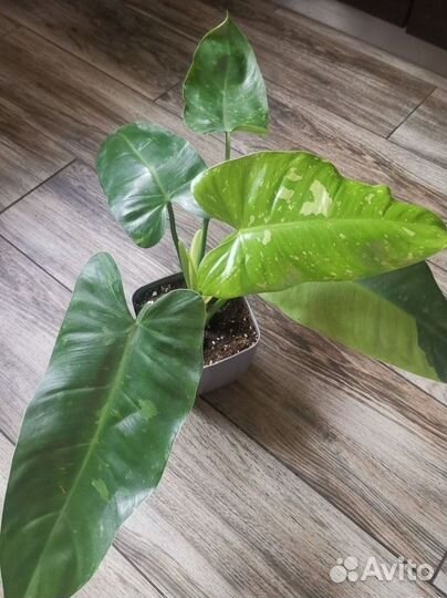 Филодендрон имбре white