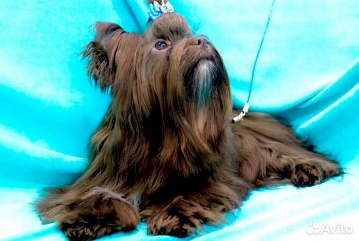 Шоколадный йорк вязка