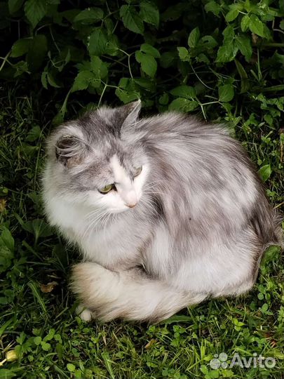 Спасите Пушинку