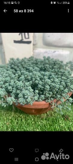 Очиток седум