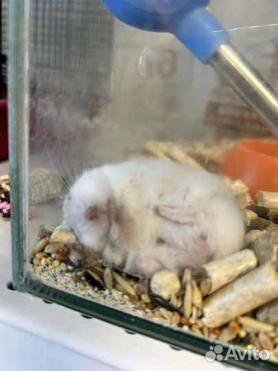 Джунгарский хомяк, Сирийский хомяк