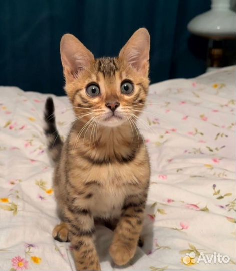 Бенгальский котенок котик