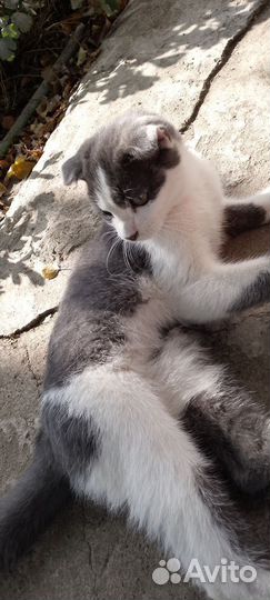 Котик в добрые руки