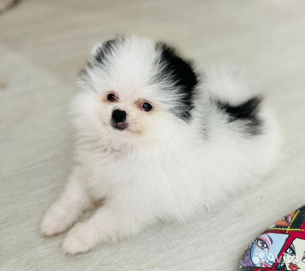 Шпиц померанский